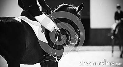 Black-white image of riders on horseback on the day of sports competitions. ï¿½ompetitor. Skill Stock Photo